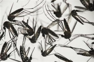 APTOPIX Brazil Zika Virus